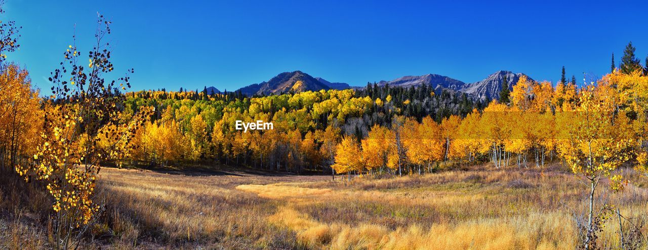 plant, tree, wilderness, landscape, autumn, scenics - nature, land, environment, beauty in nature, sky, nature, forest, mountain, coniferous tree, pine tree, pinaceae, leaf, pine woodland, no people, yellow, natural environment, blue, tranquility, tranquil scene, meadow, non-urban scene, prairie, woodland, clear sky, grass, outdoors, sunlight, mountain range, panoramic, travel destinations, day, growth, travel, field, sunny, idyllic, morning, rural scene, multi colored, ridge