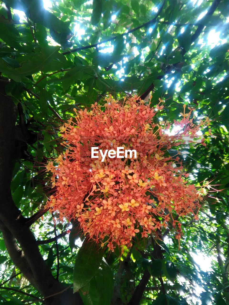 LOW ANGLE VIEW OF FLOWER TREE