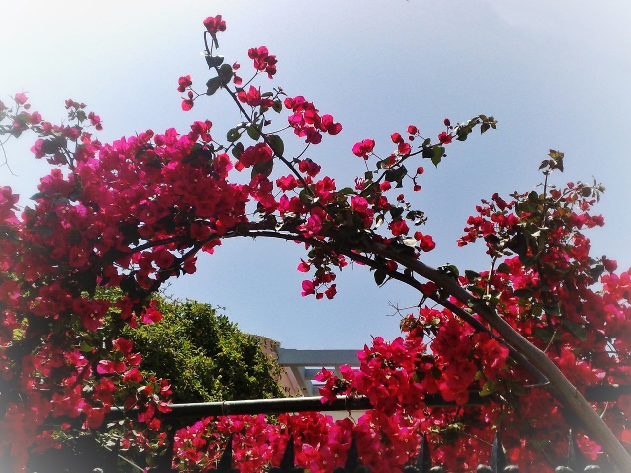 Low angle view of cherry blossom tree