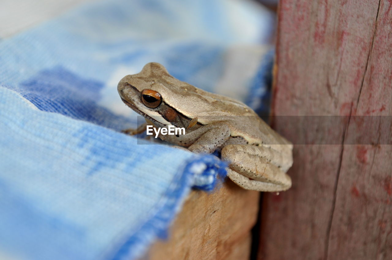 CLOSE-UP OF LIZARD OUTDOORS