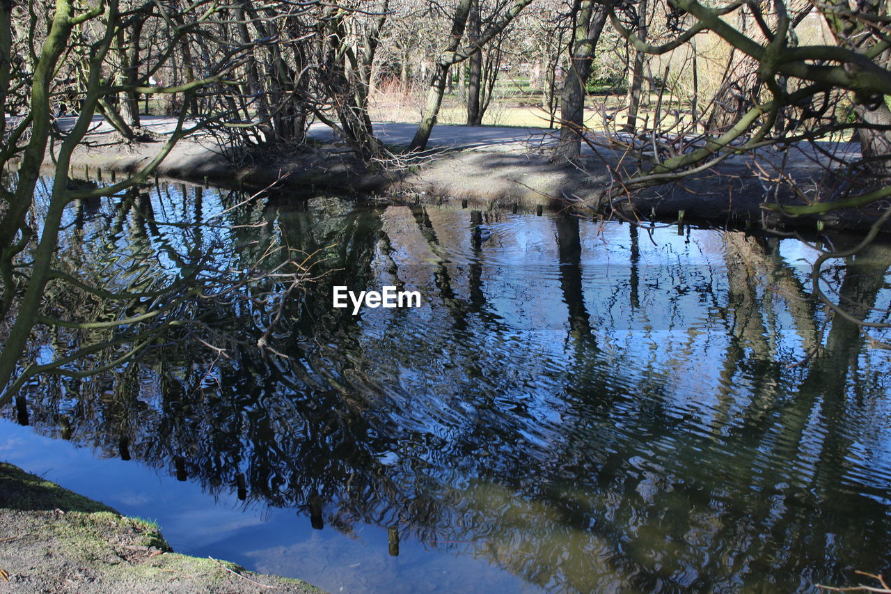 REFLECTION OF TREES IN WATER