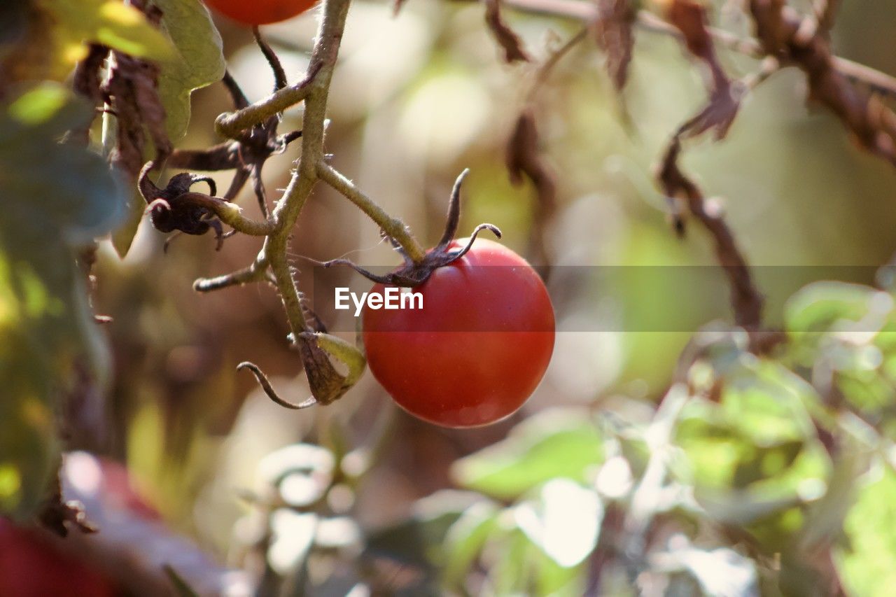 fruit, food, healthy eating, food and drink, tree, branch, plant, produce, flower, blossom, red, nature, freshness, close-up, macro photography, wellbeing, growth, rose hip, ripe, selective focus, agriculture, no people, leaf, plant part, autumn, outdoors, organic, day, focus on foreground, twig, fruit tree, apple - fruit, beauty in nature, hanging, spring, juicy, cherry, berry