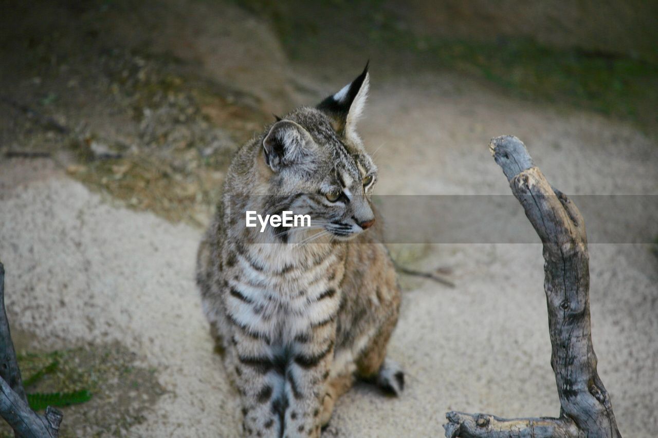 HIGH ANGLE VIEW OF A RABBIT LOOKING AWAY