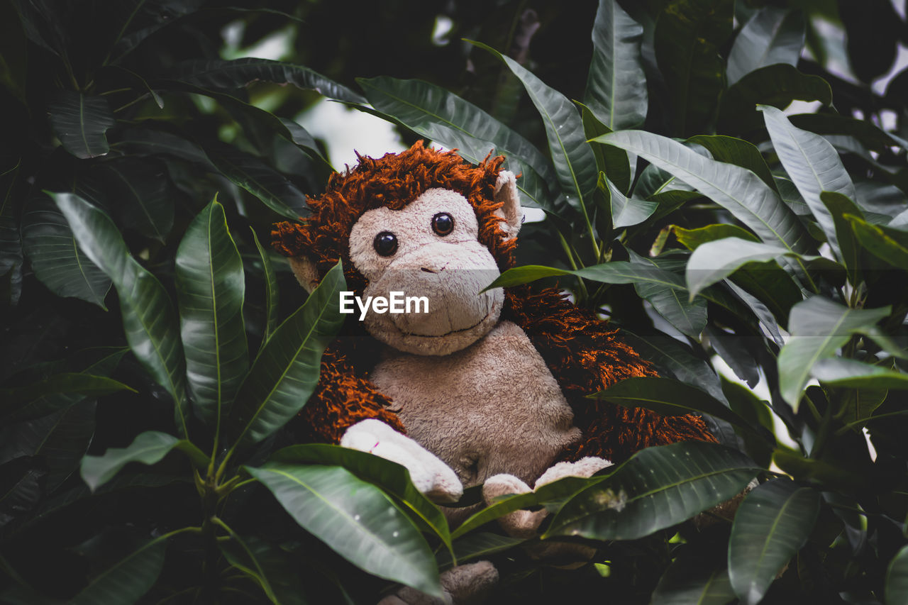 A stuffed monkey sitting on a leaf branch of a mango tree