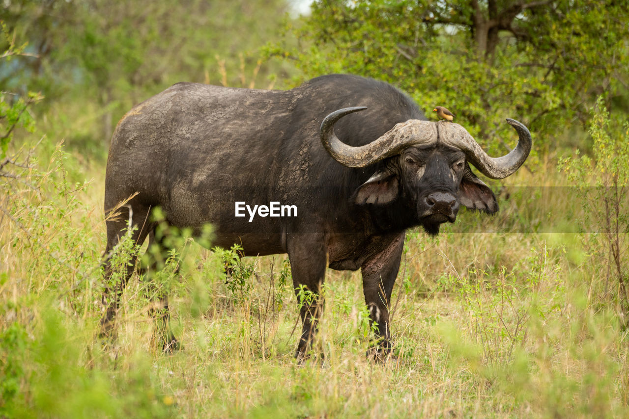 Cape buffalo stands in bushes eyeing camera