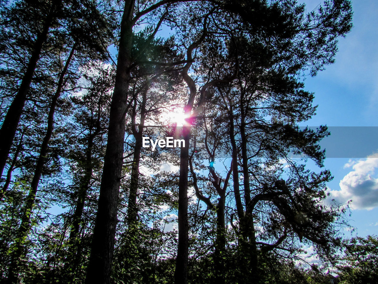 SUN SHINING THROUGH TREES