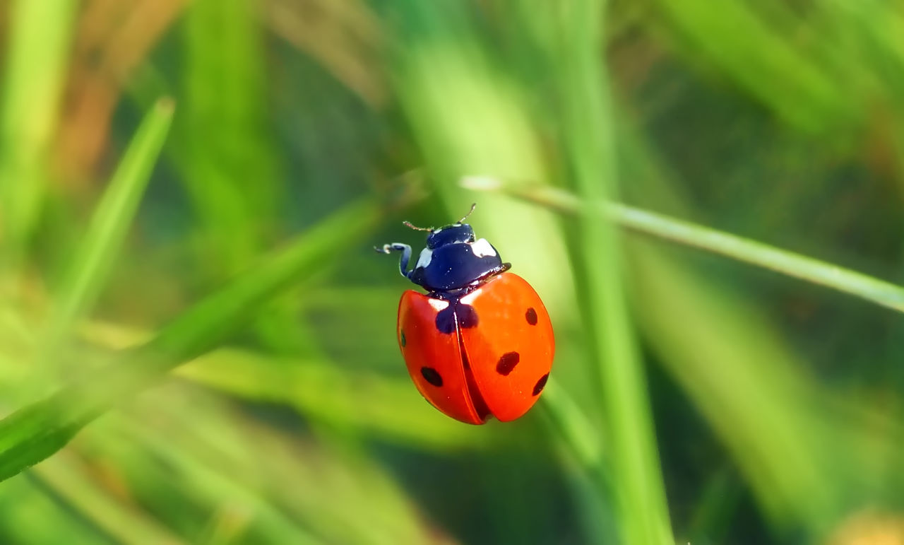 Close-up of ladybug on plant