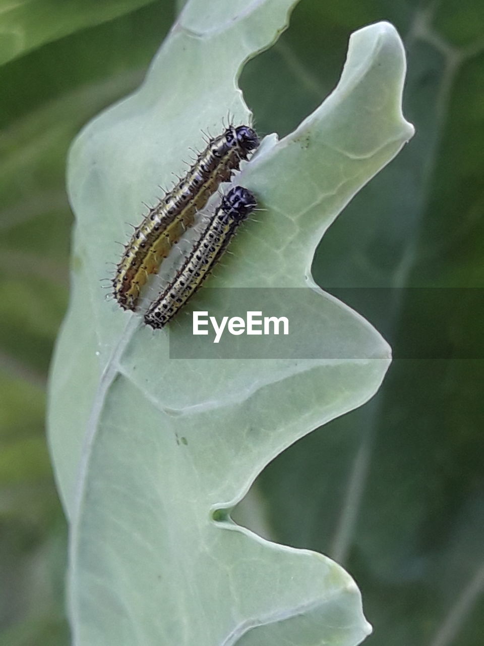 CLOSE-UP OF GRASSHOPPER ON LEAF