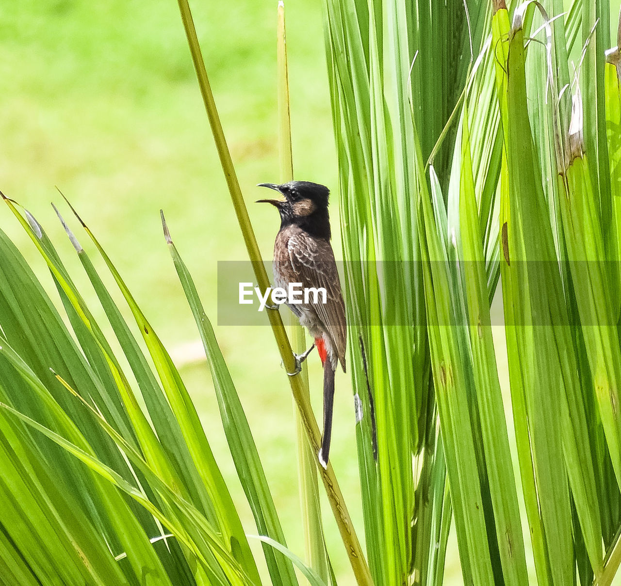 BIRD PERCHING ON PLANT