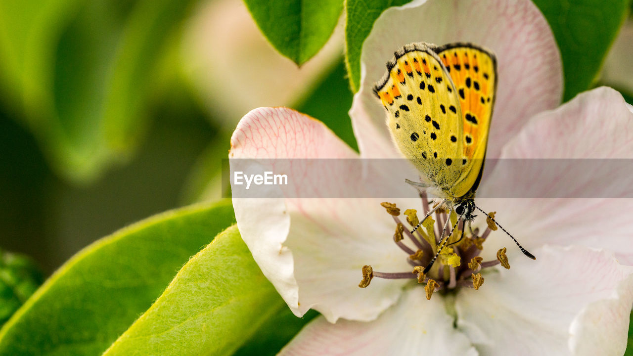 CLOSE-UP OF INSECT POLLINATING ON FLOWER
