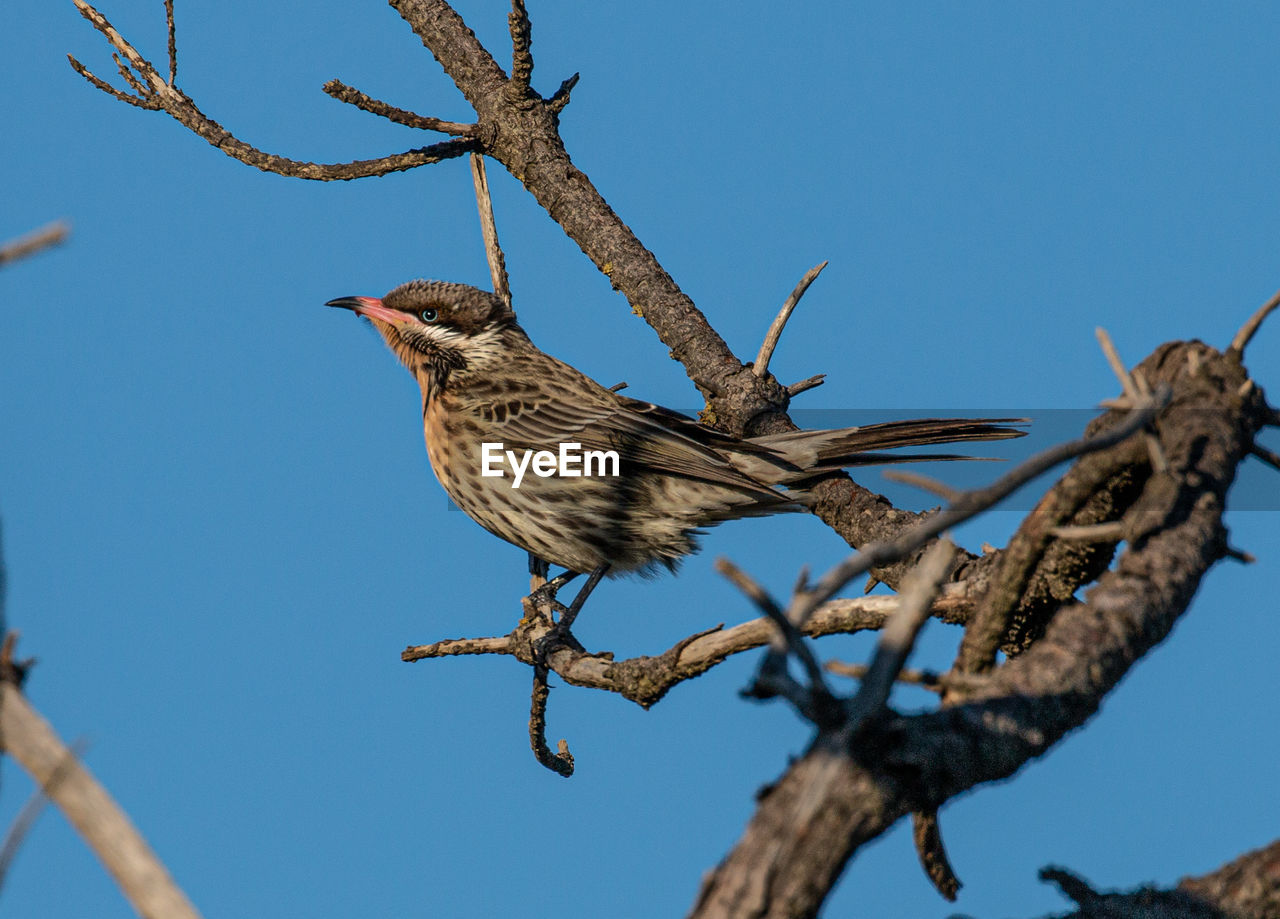 Low angle view of bird perching on tree against sky