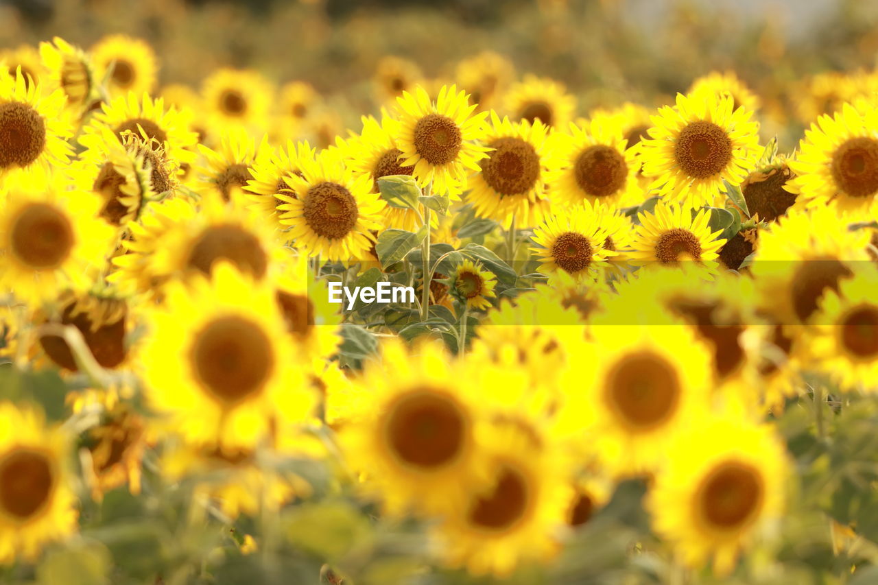 Close-up of sunflower on field