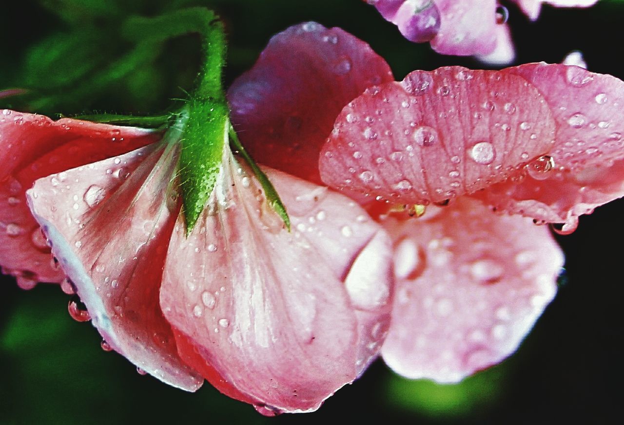CLOSE-UP OF WET PINK FLOWERS