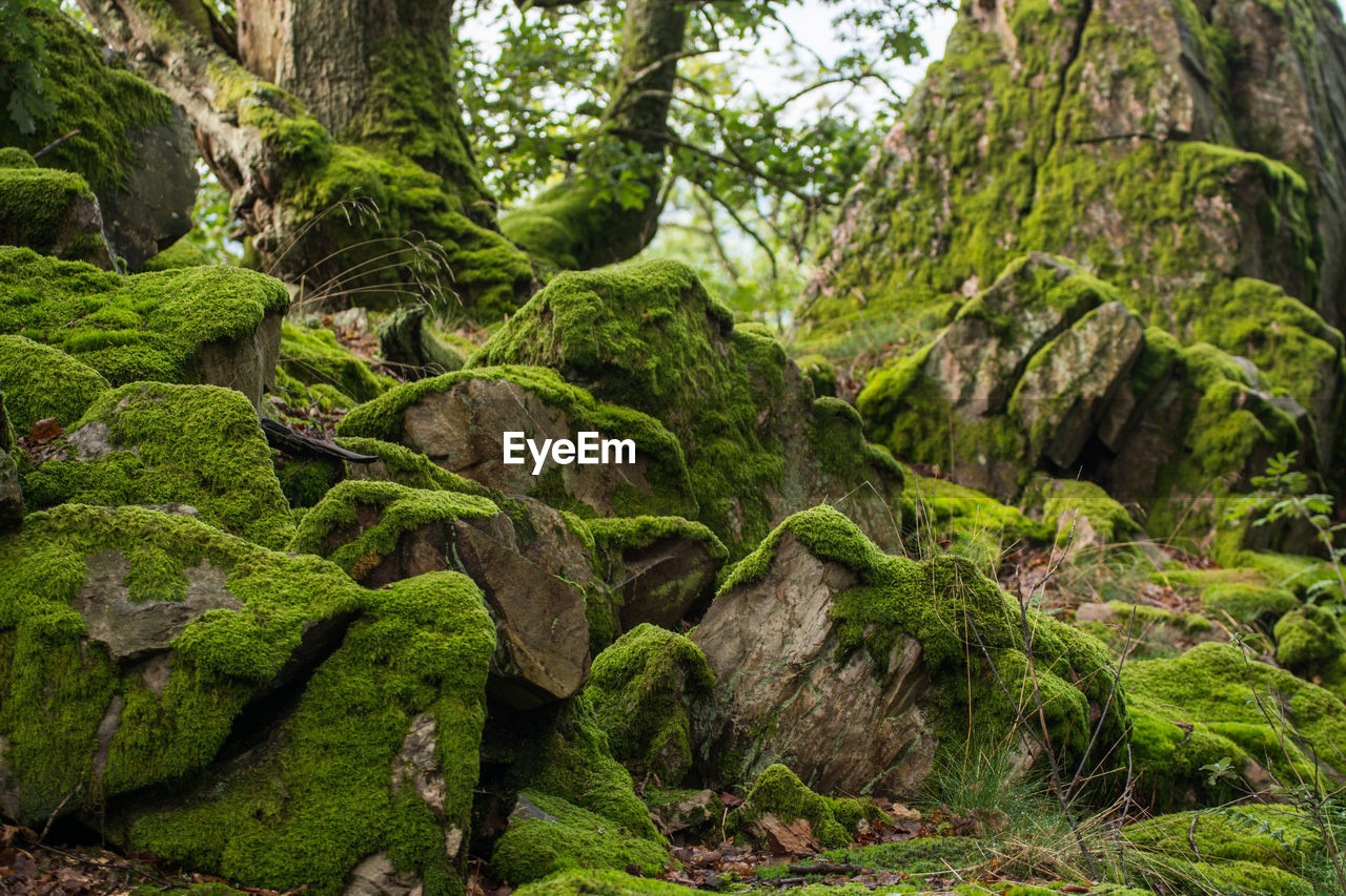 Moss growing on rocks in forest