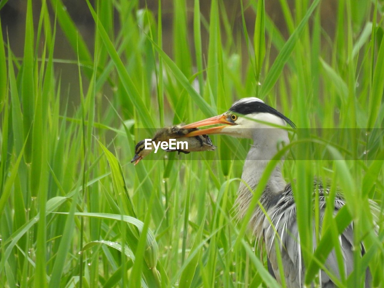 VIEW OF A BIRD IN GRASS