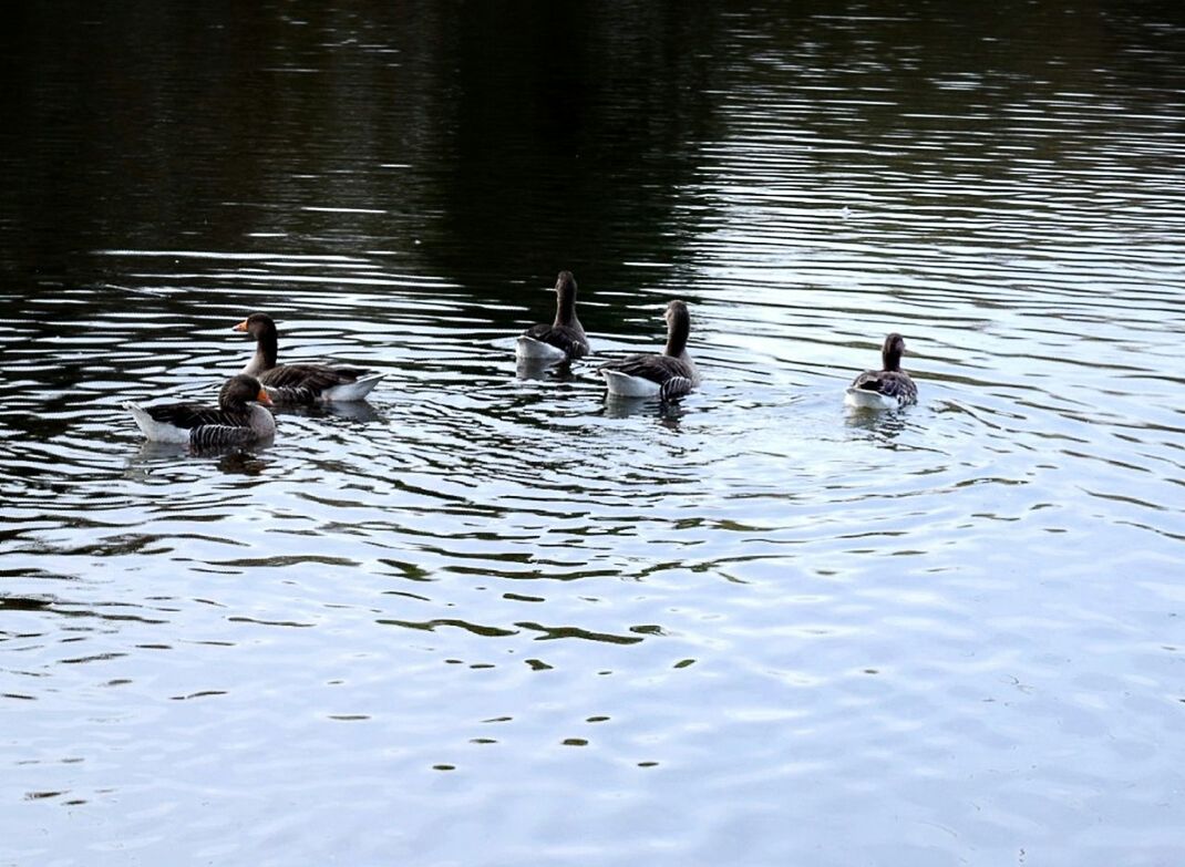REFLECTION OF BIRDS IN WATER