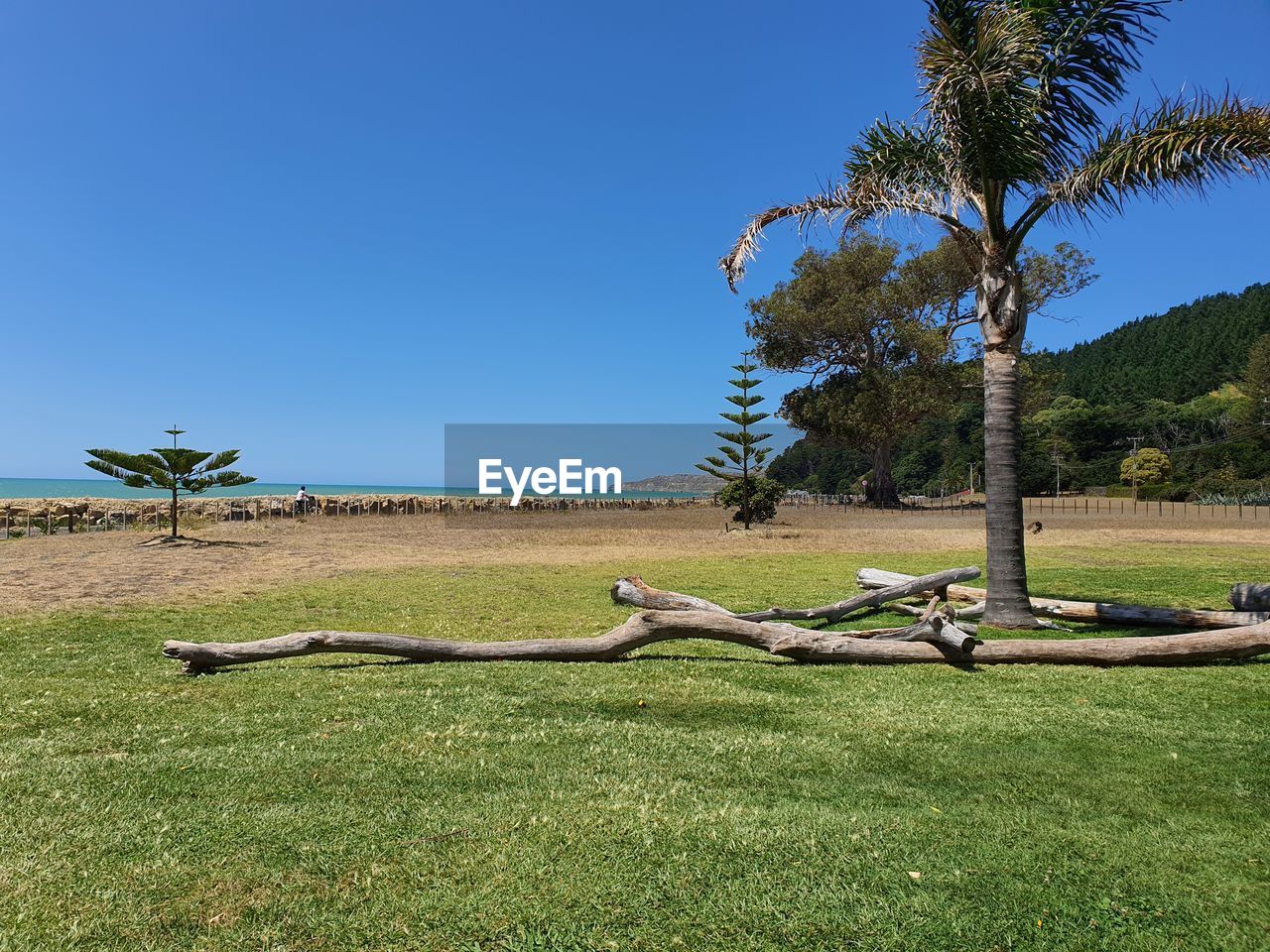 TREES GROWING ON FIELD AGAINST CLEAR BLUE SKY