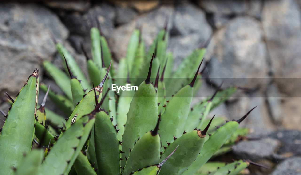 CLOSE-UP OF FRESH GREEN CACTUS PLANT