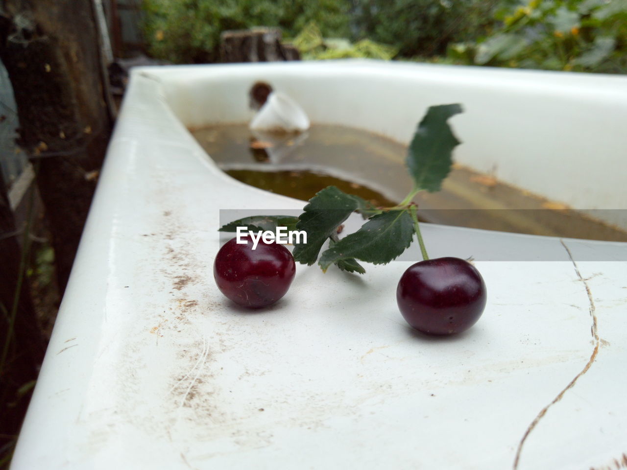 Cherry on an old bath in the garden