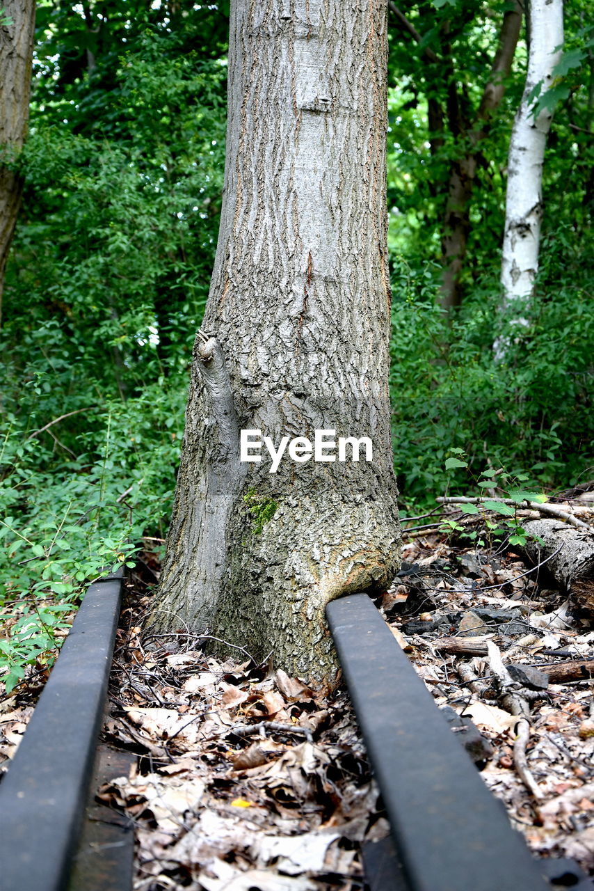 TREES GROWING IN FIELD