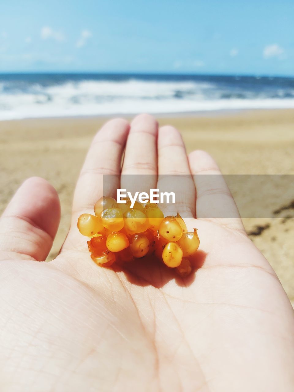 MIDSECTION OF PERSON HOLDING FRUITS AT BEACH