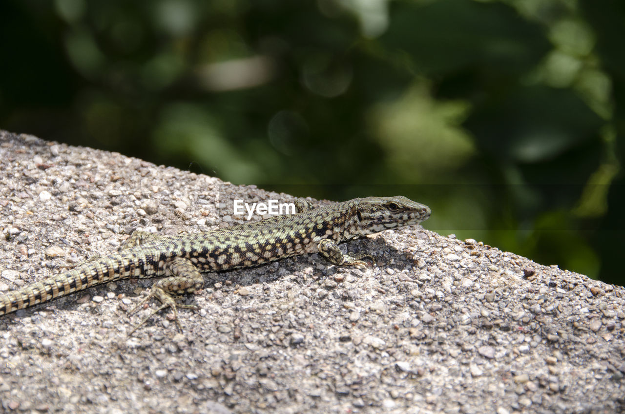 LIZARD ON A ROCK