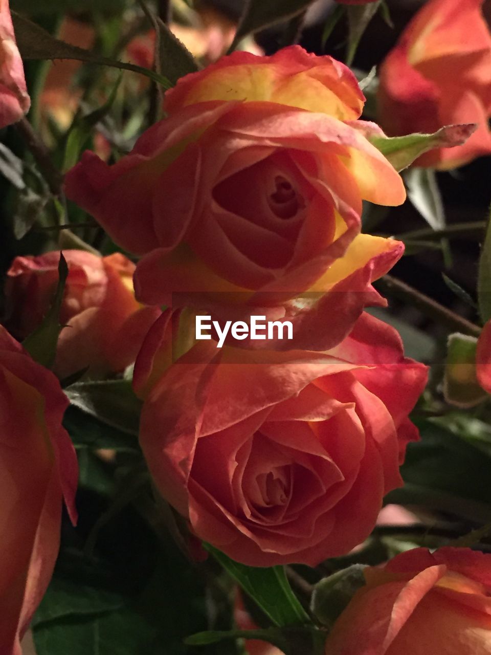 Close-up of orange roses on sunny day