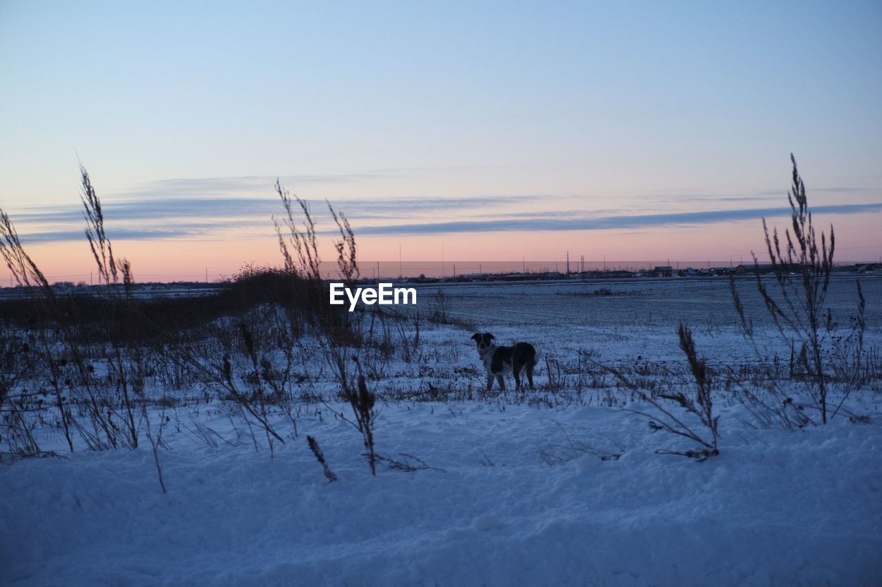 Dog standing on field against sky during winter