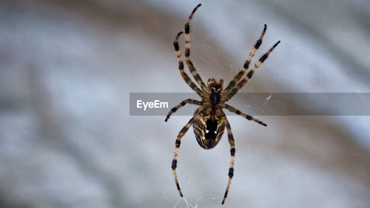 CLOSE-UP OF SPIDER AND WEB