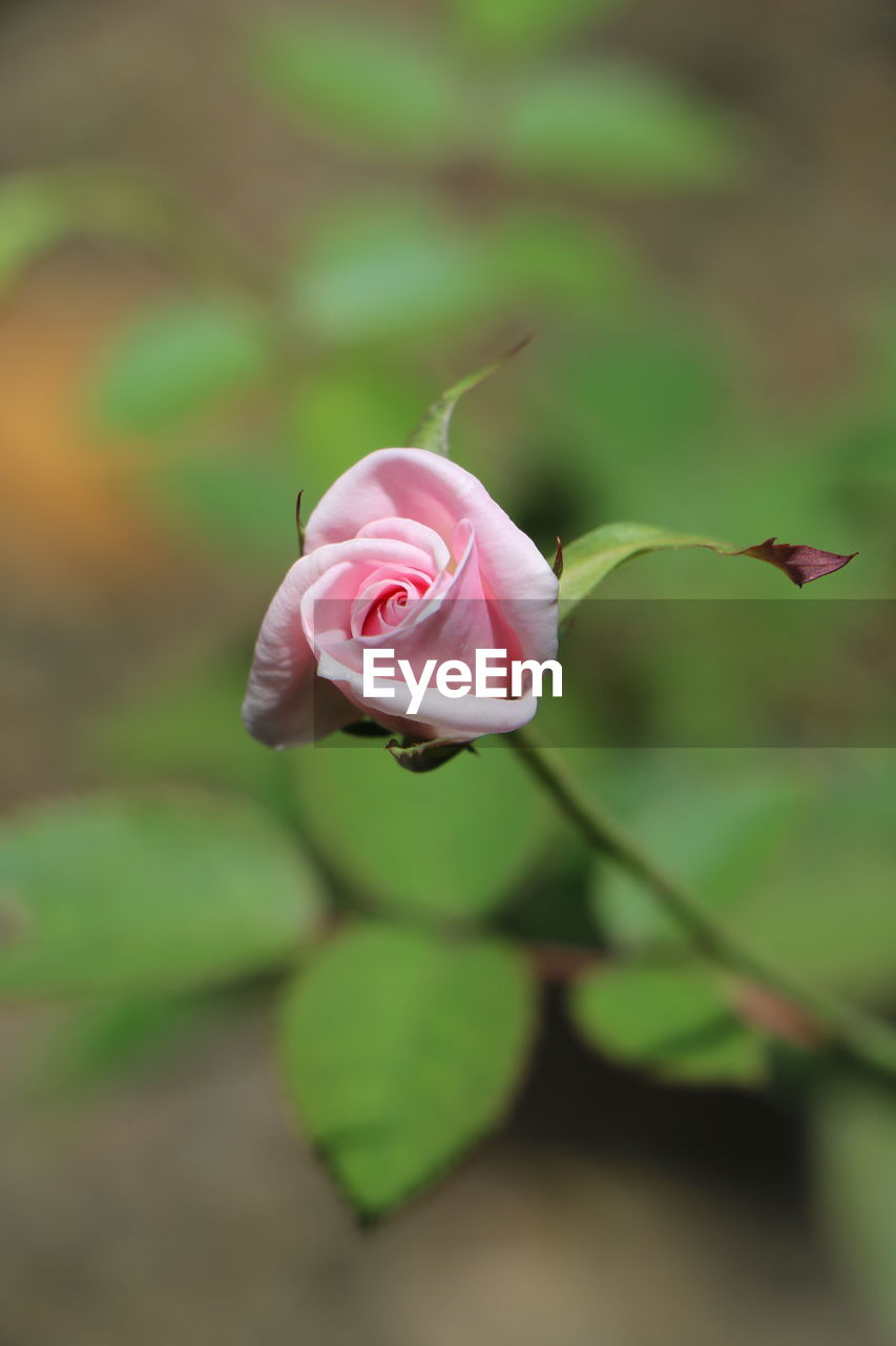 Close-up of pink flower