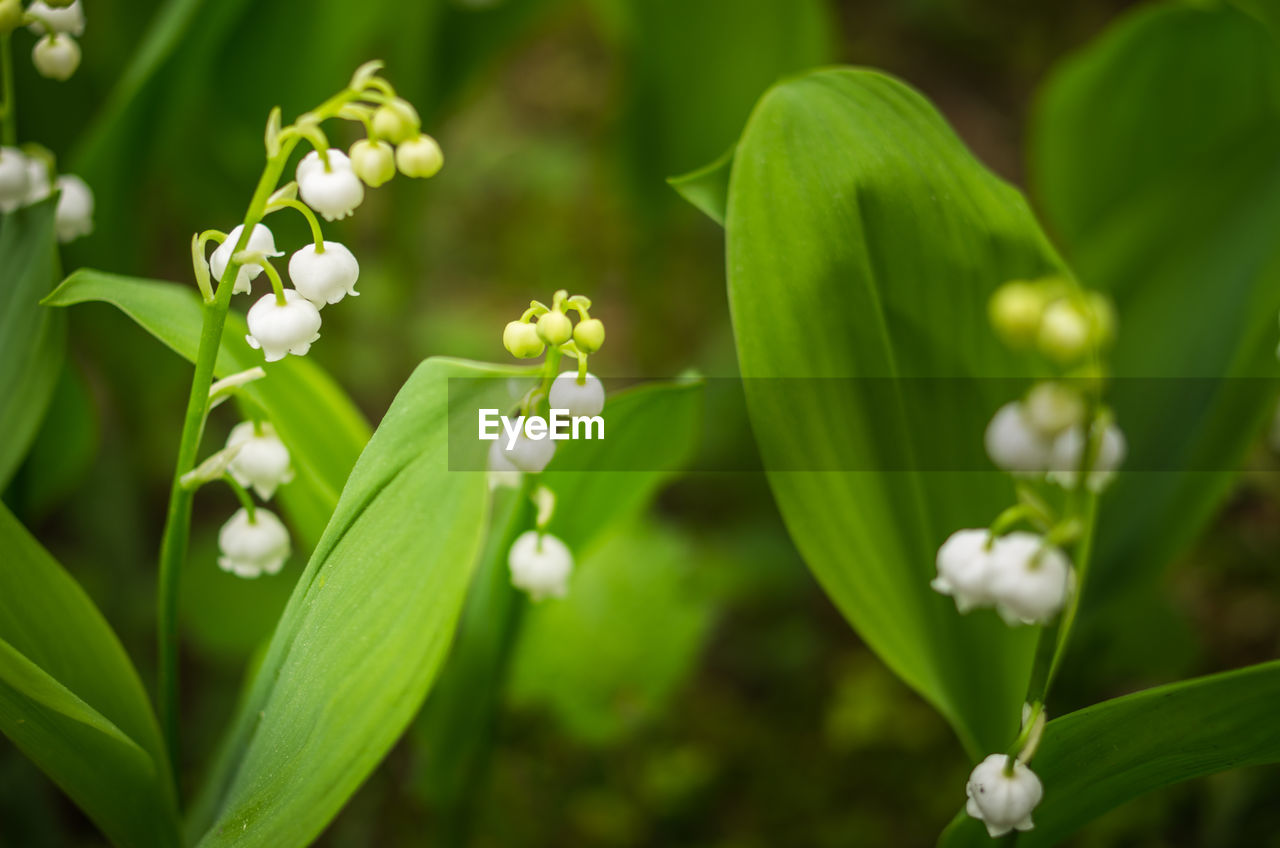 Close-up of white flowering plant