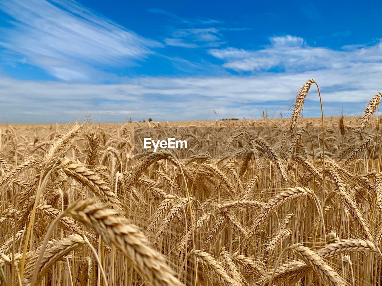 Scenic view of wheat field against sky