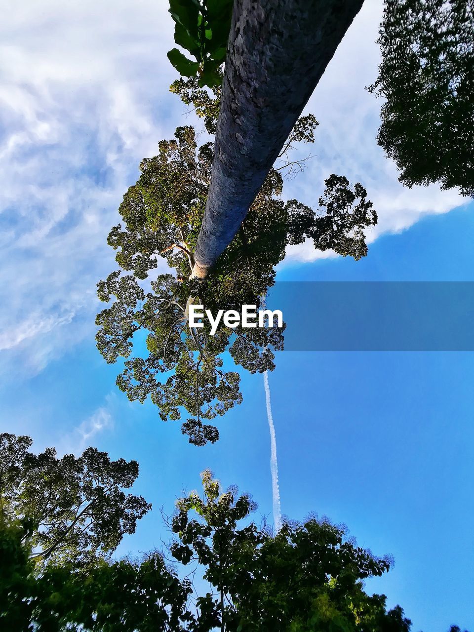 Low angle view of tree against sky