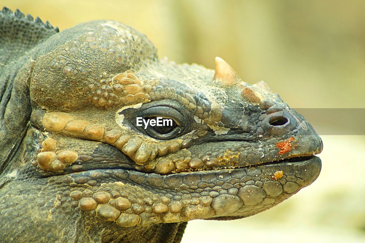 Close-up of iguana