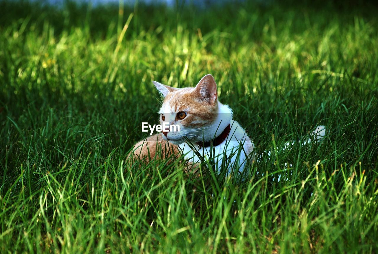 Close-up of cat sitting in grass