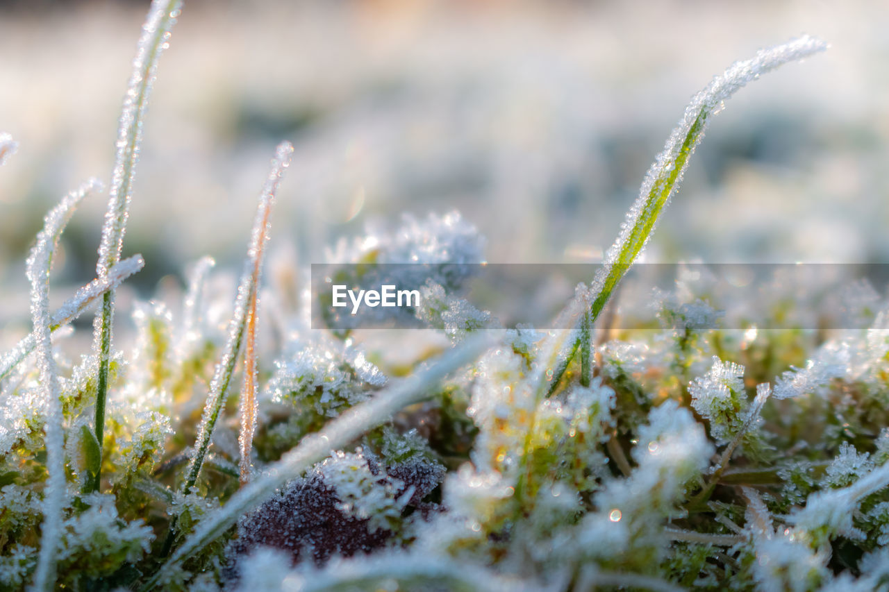 Frosty blurry background / texture on an icy meadow