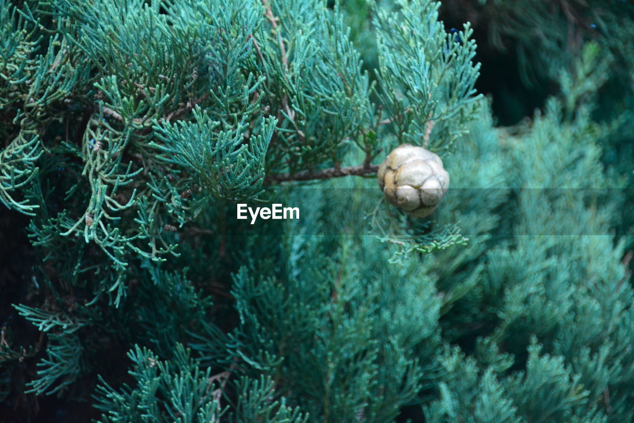 Close-up of pine cone on tree