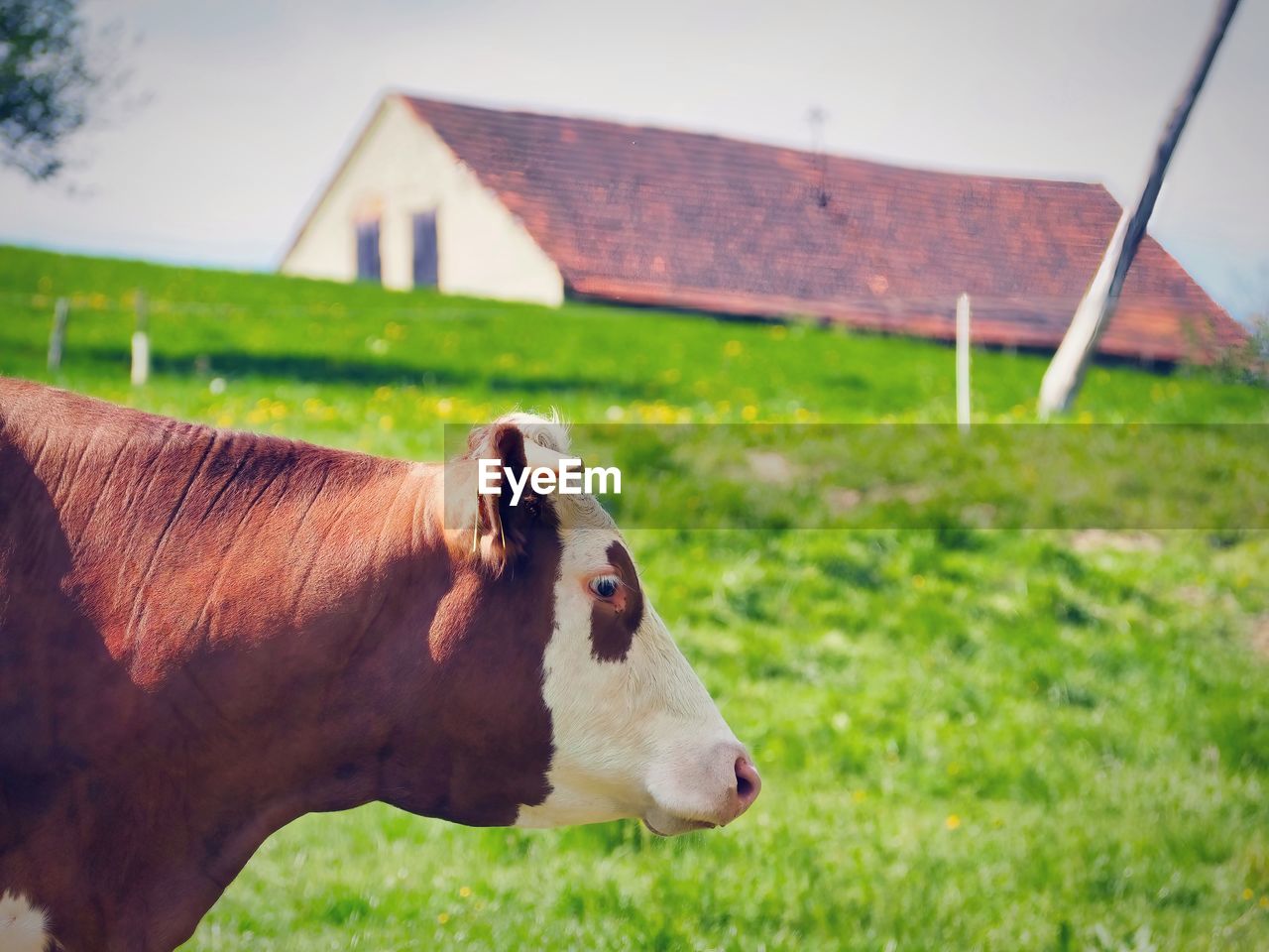 Close-up of cow on field