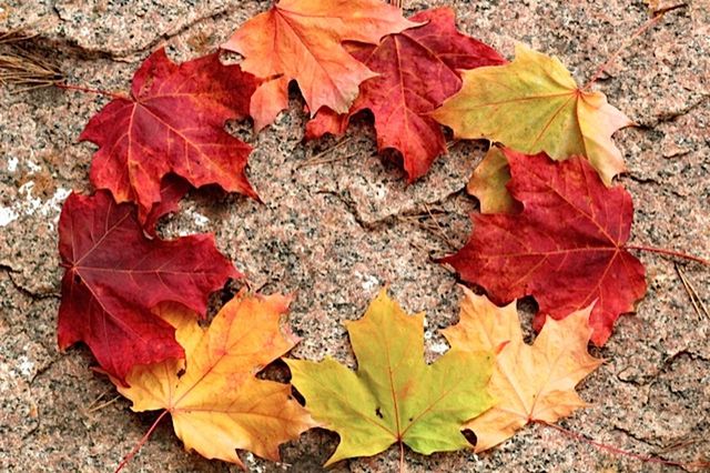 CLOSE-UP OF MAPLE LEAVES ON GROUND