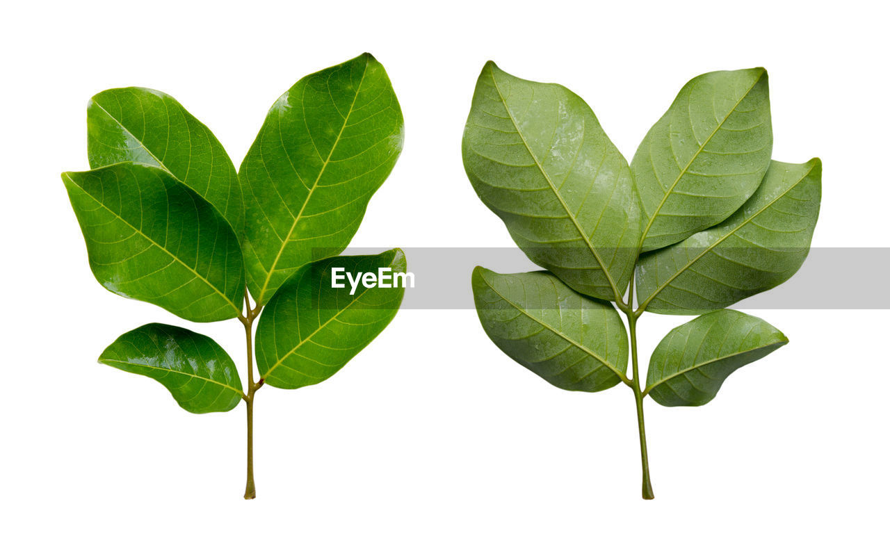 CLOSE-UP OF GREEN LEAVES AGAINST WHITE BACKGROUND