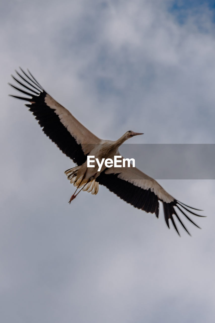 LOW ANGLE VIEW OF SEAGULL FLYING