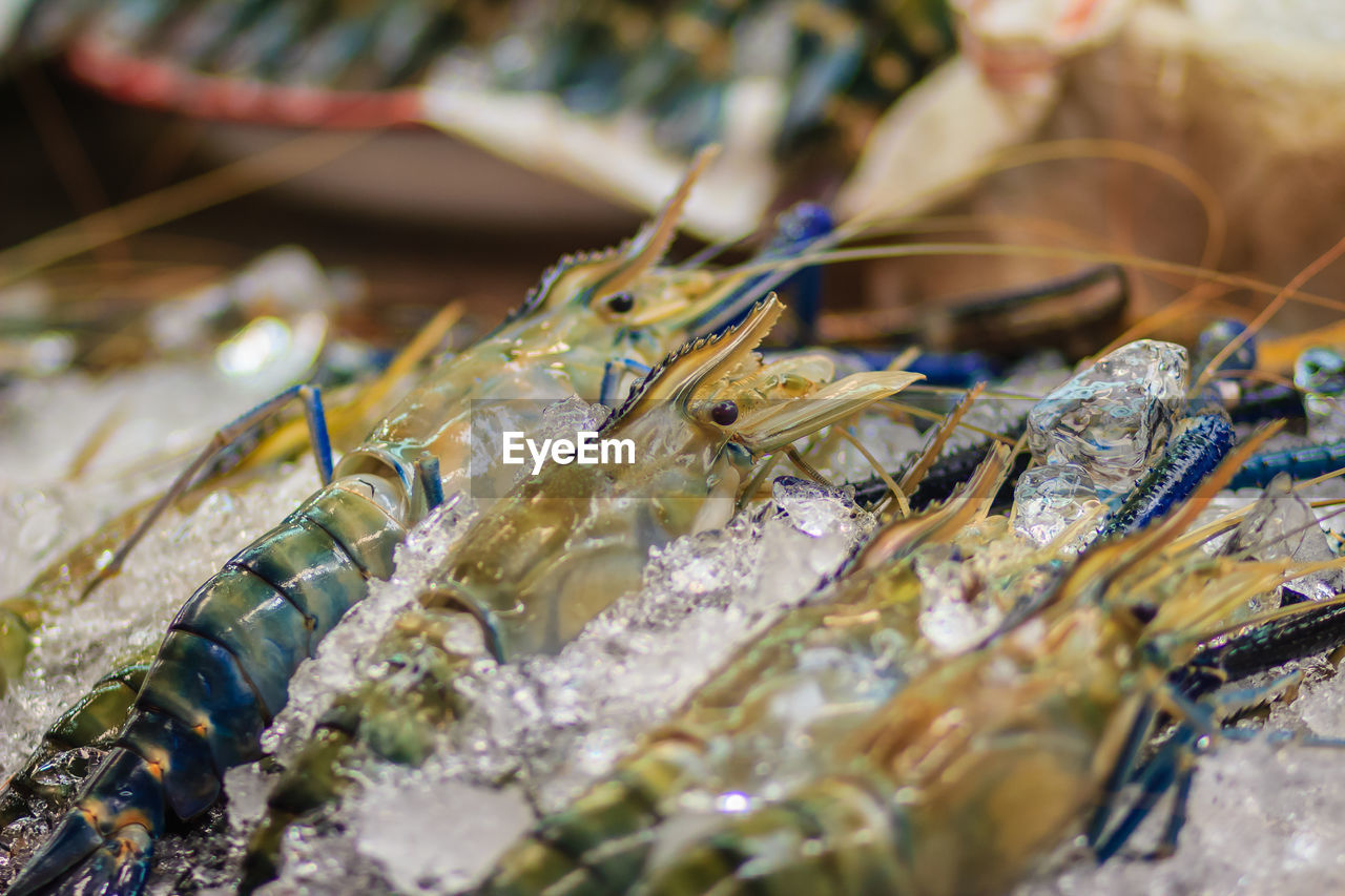 CLOSE-UP OF FISH FOR SALE