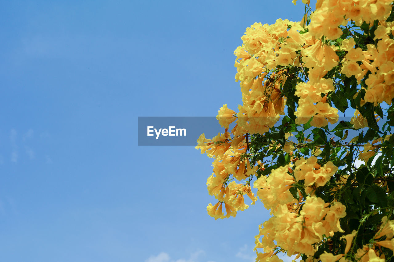 Closeup group of blossom yellow flowers isolated on the blue clear sky background with copy space