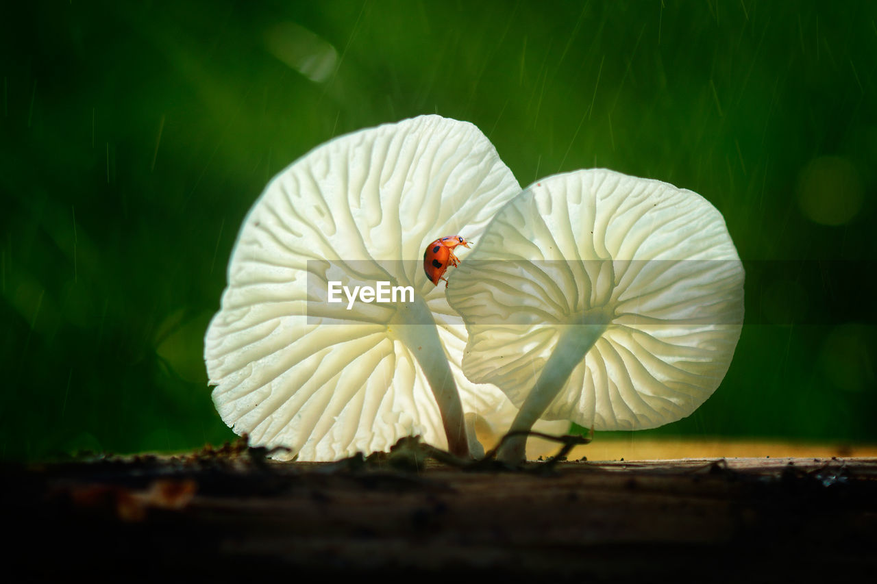 CLOSE-UP OF WHITE ON WOOD