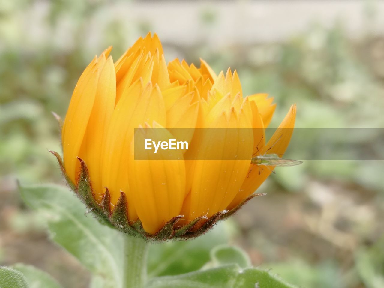 Close-up of yellow flower