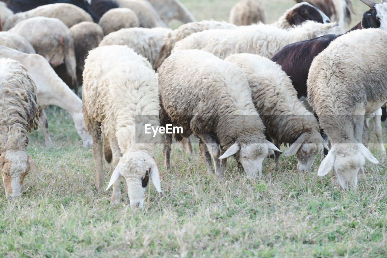 SHEEP GRAZING ON FIELD