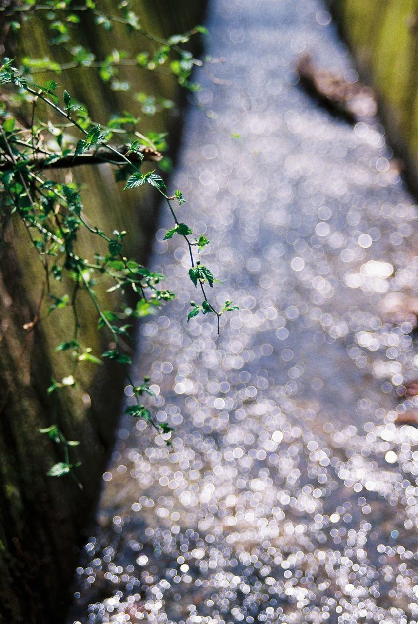 CLOSE-UP OF FRESH GREEN PLANT