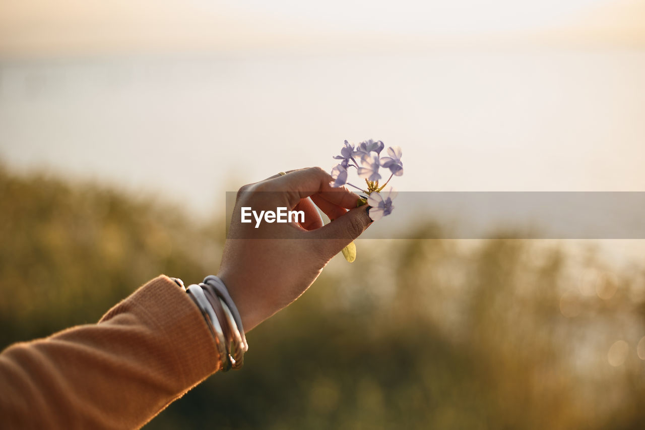 Cropped image of woman holding flower against sky during sunset