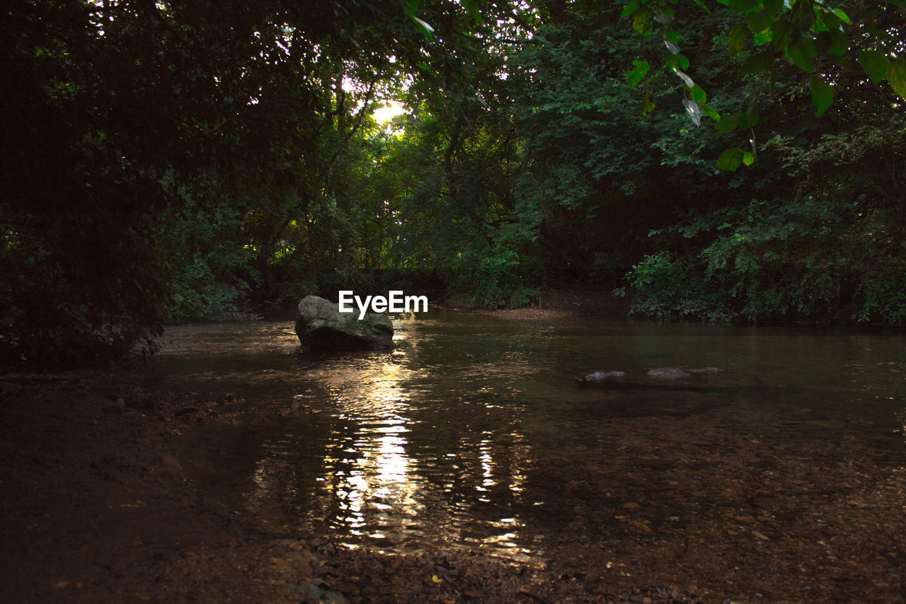 Scenic view of river in forest