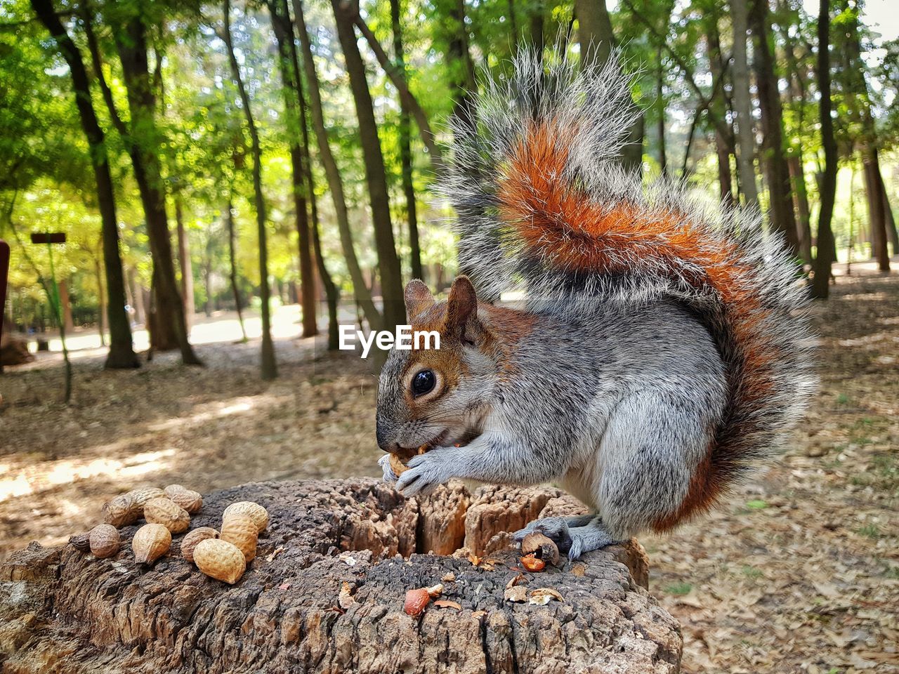 SQUIRREL EATING TREE IN FOREST